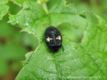 Glycephana fulvistemma